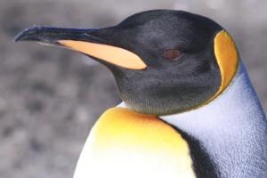 koningspinguin portret adult